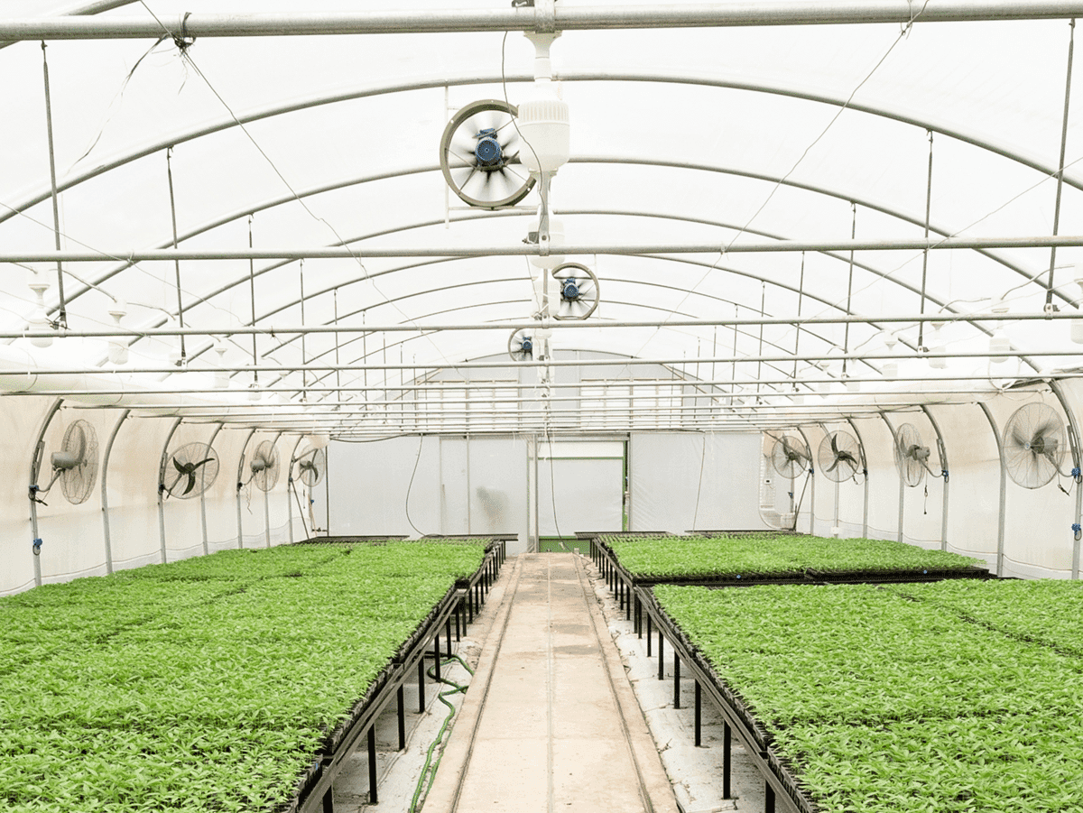 Argentina autoriza a comercialização do primeiro óleo de cannabis produzido pelo país