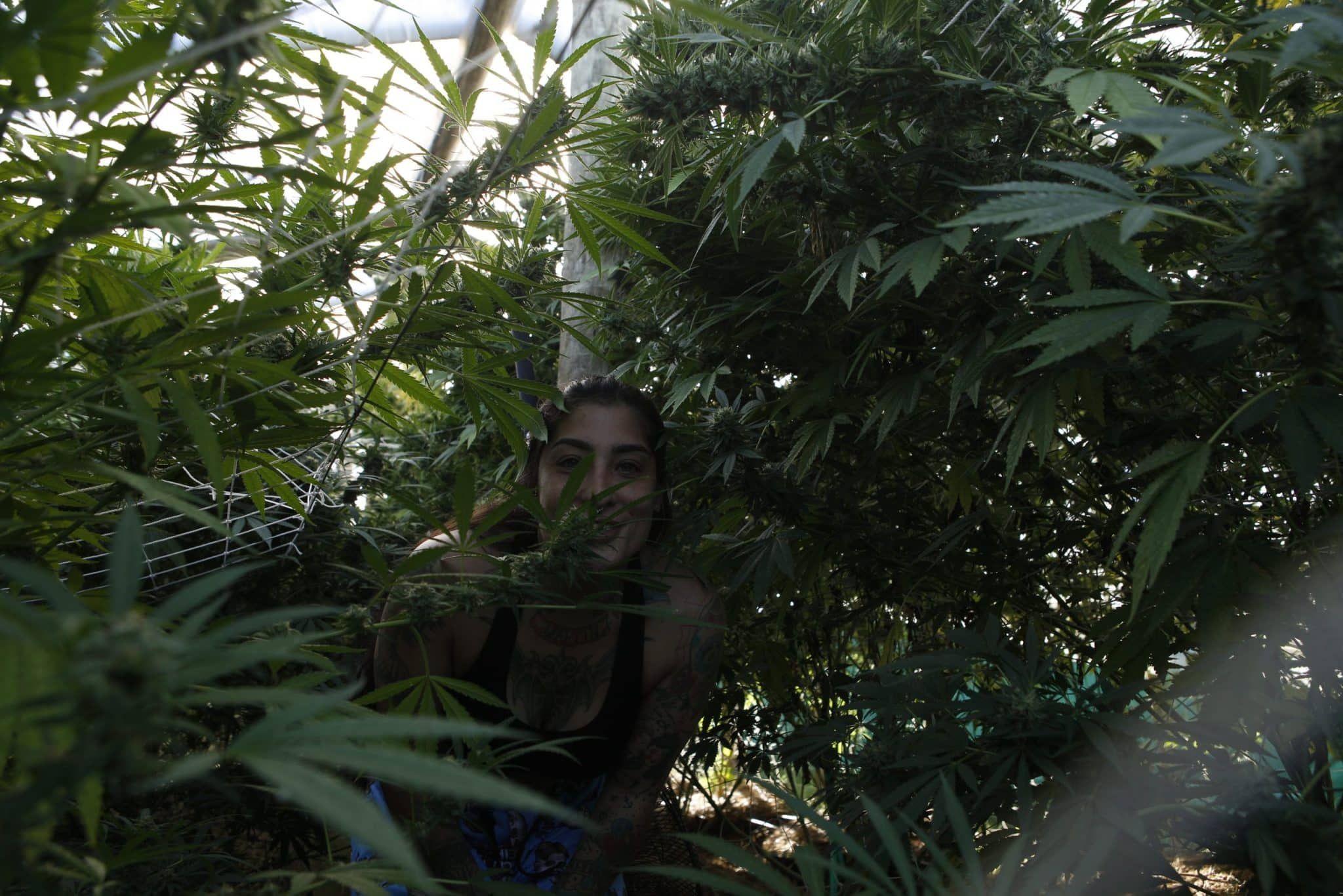 Associação Canábica do Rio Grande do Sul cria minissérie para mostrar os processos do cultivo da cannabis