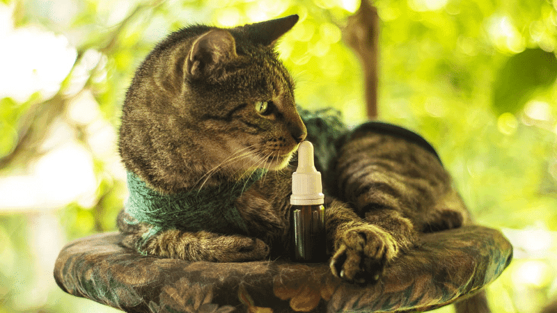 Associação Indica auxilia no tratamento com cannabis em animais