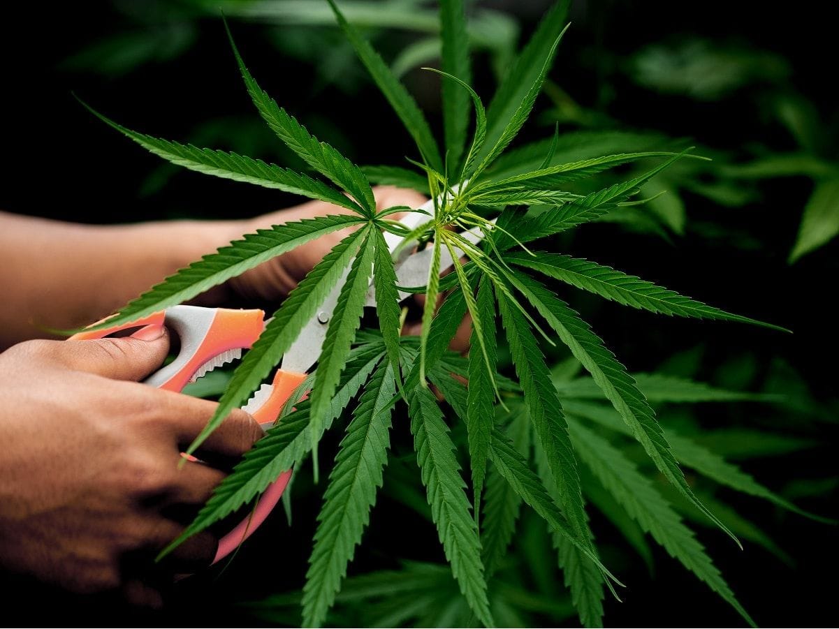 Autocultivo de cannabis para fins medicinais: uma nova realidade para pacientes