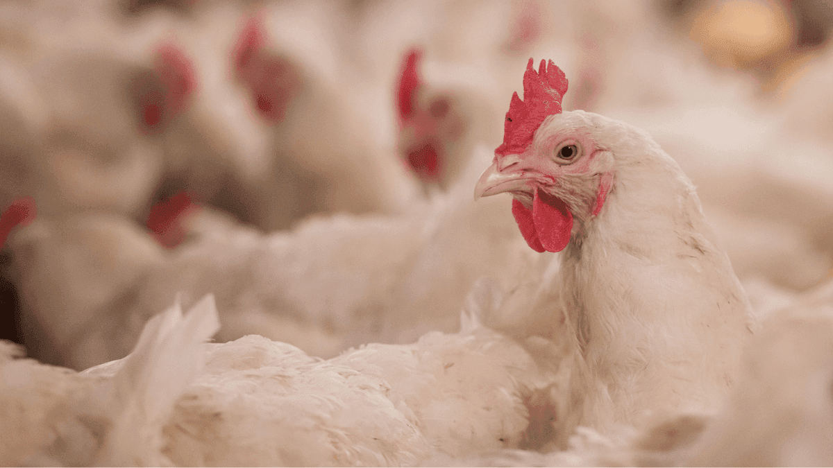 Marrocos avalia uso de cânhamo na ração de aves para reduzir antibióticos