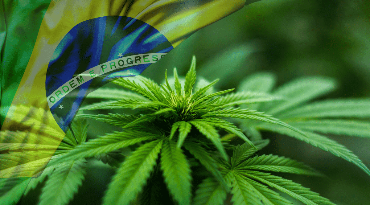 Benefícios medicinais e terapêuticos são travados pela criminalização da planta