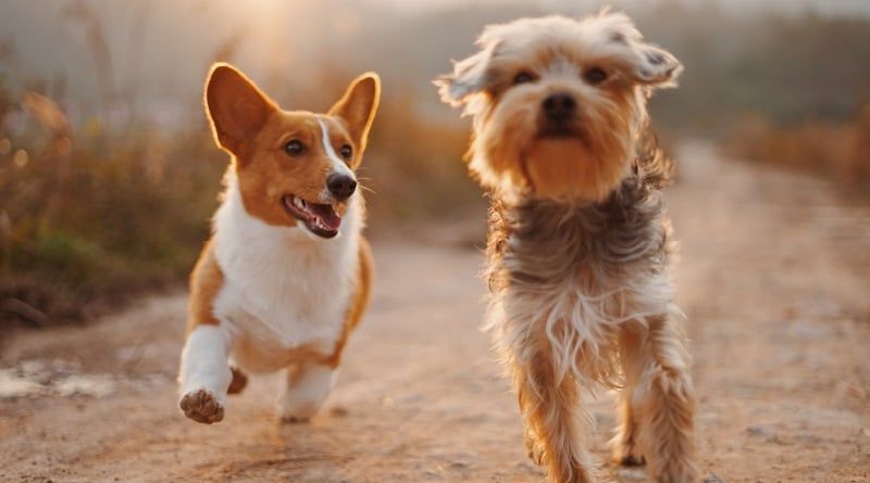 Brasil já pode ter medicamentos de cannabis para animais
