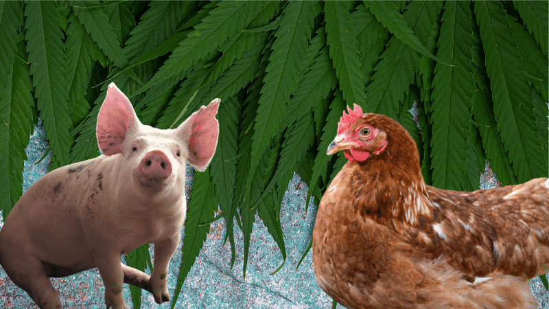 Brasileiro busca parceria com Embrapa para pesquisar canabidiol em aves e suínos