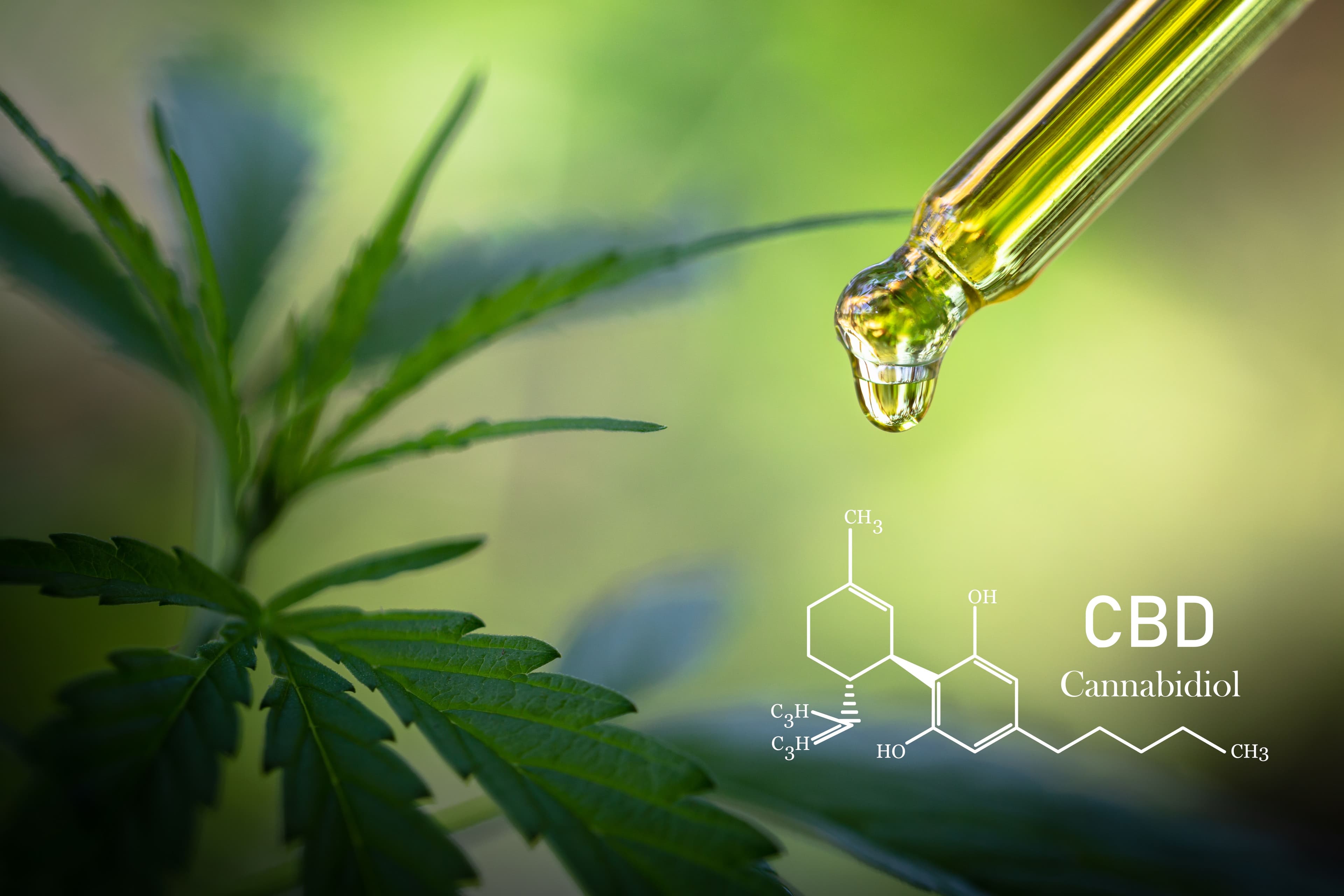 OPINIÃO: Propostas de revisão da RDC 327 aponta riscos para acesso à cannabis medicinal