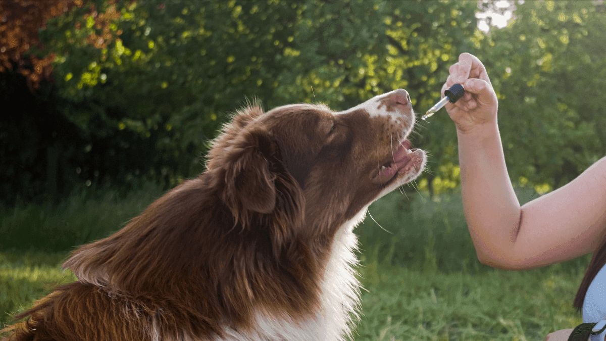 CBD pode ser eficiente no tratamento de intoxicação por THC em cães