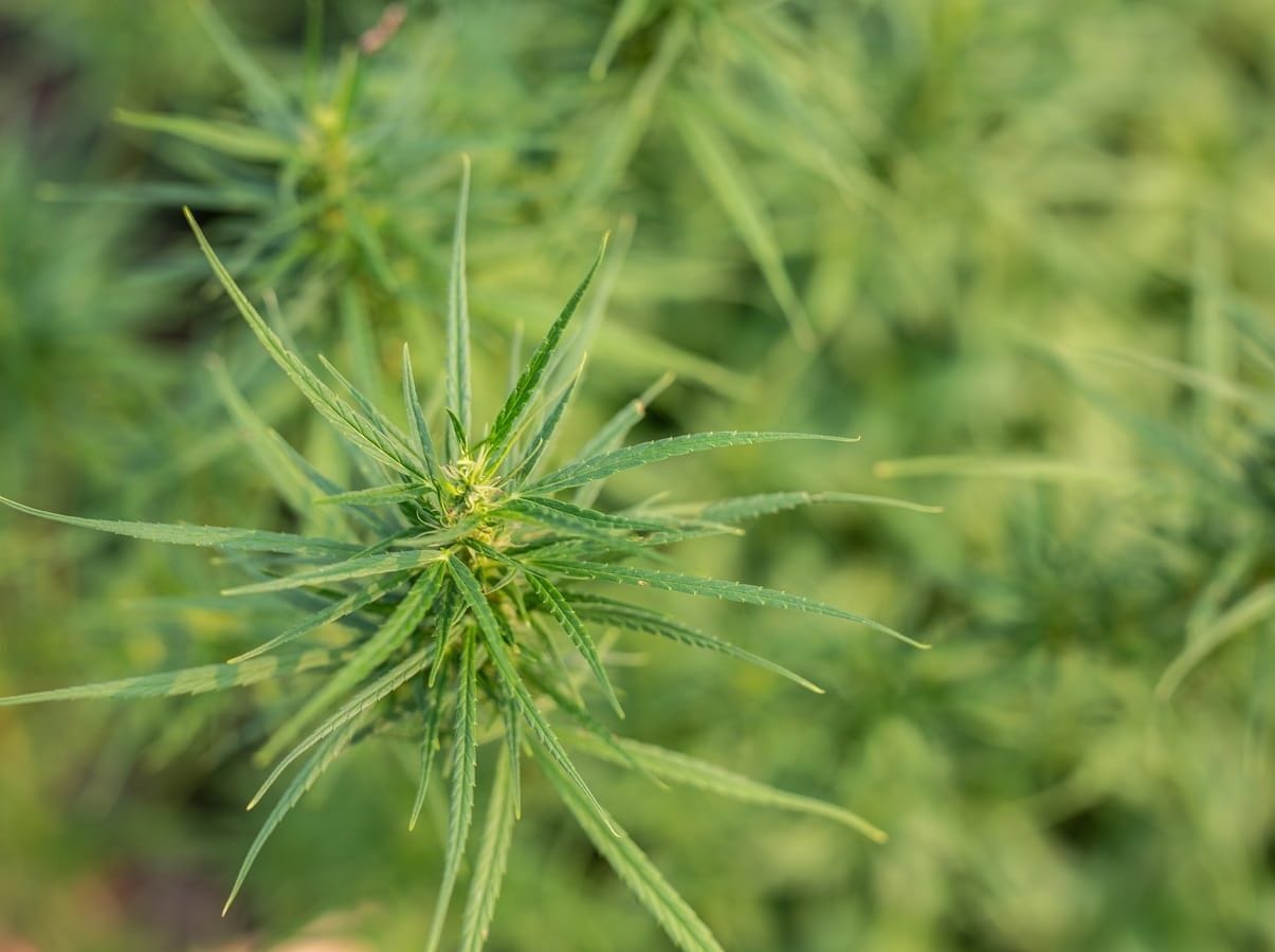 Cânhamo nos EUA: projeto visa superar desafios climáticos