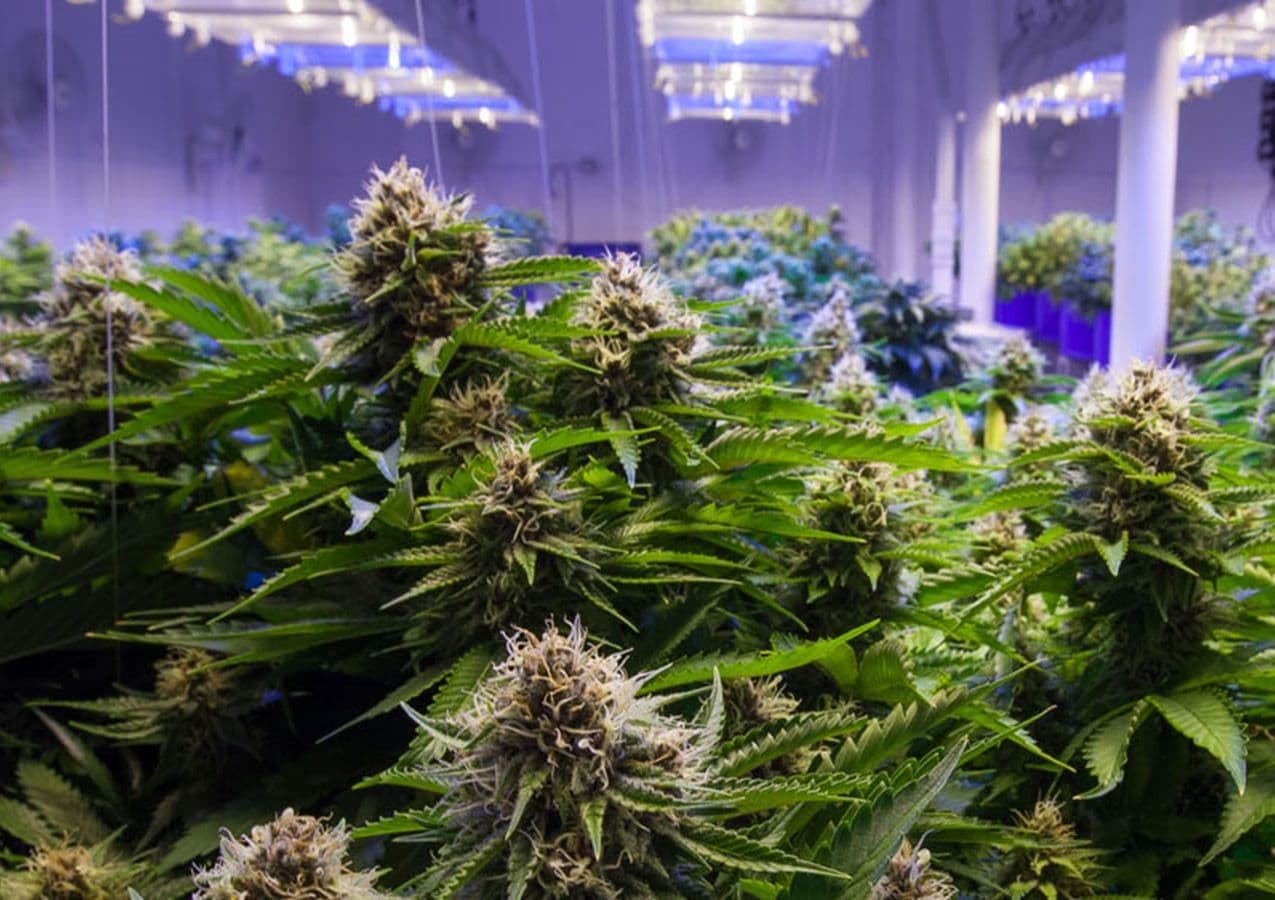 CannTen: pioneirismo em saúde, inovação em cuidados paliativos