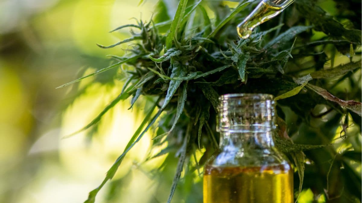 Projeto em SC propõe usar maconha apreendida pela polícia para produzir medicamentos