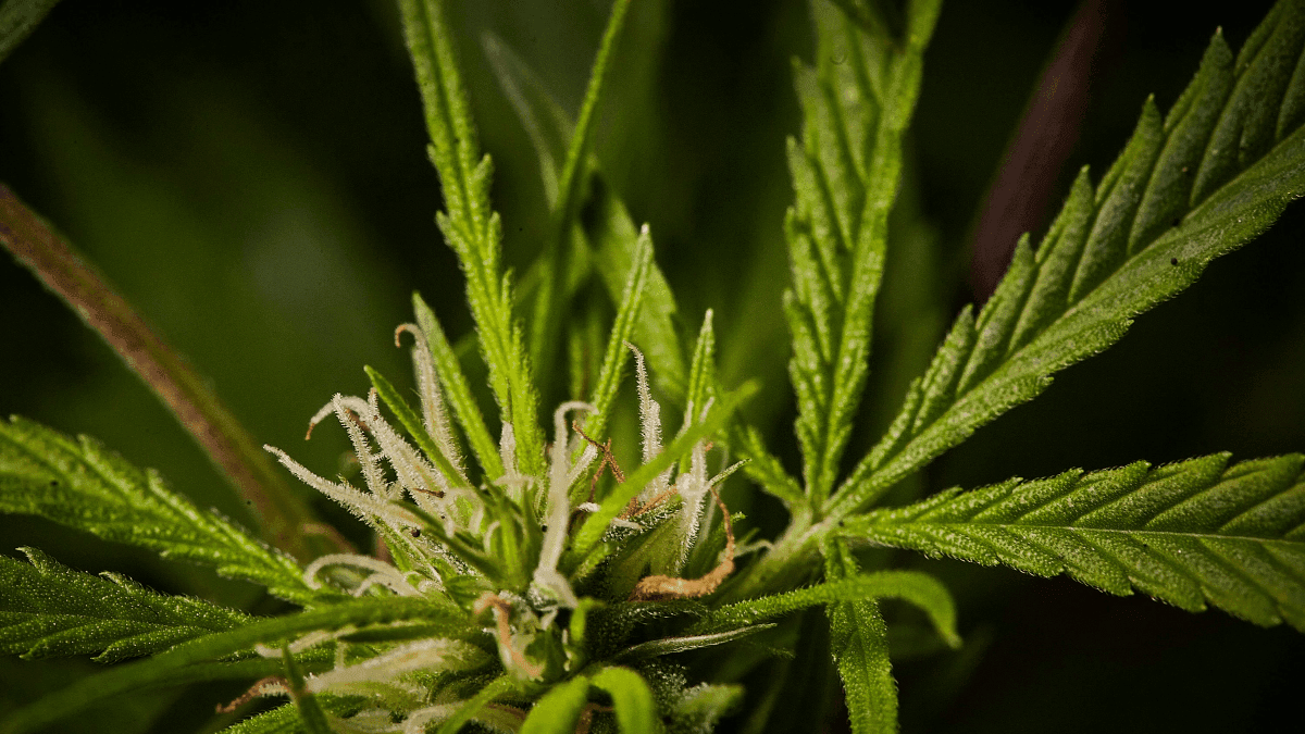Descobrindo o CBG: o potencial terapêutico da cannabis sem efeitos psicoativos