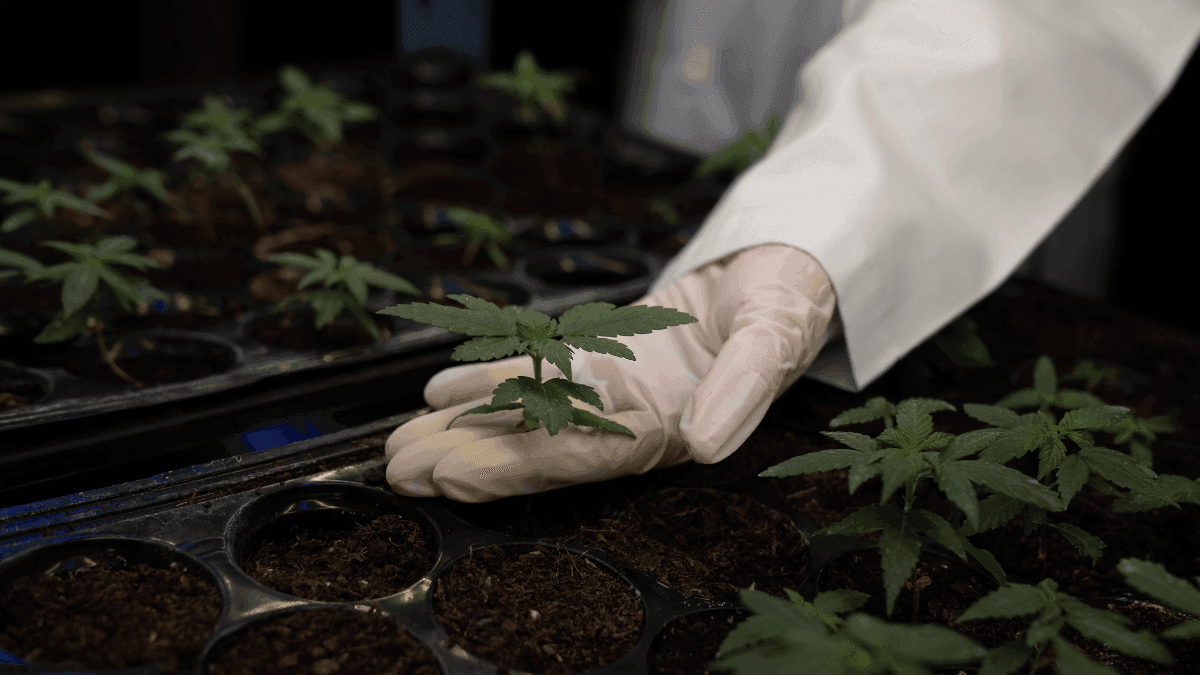 Canadenses veem na cannabis um pilar da economia moderna