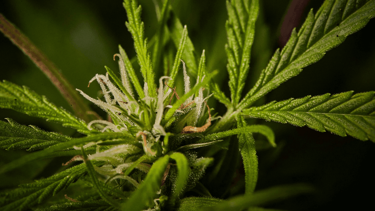 Cannabis use is growing in Brazil and advancing among female adolescents