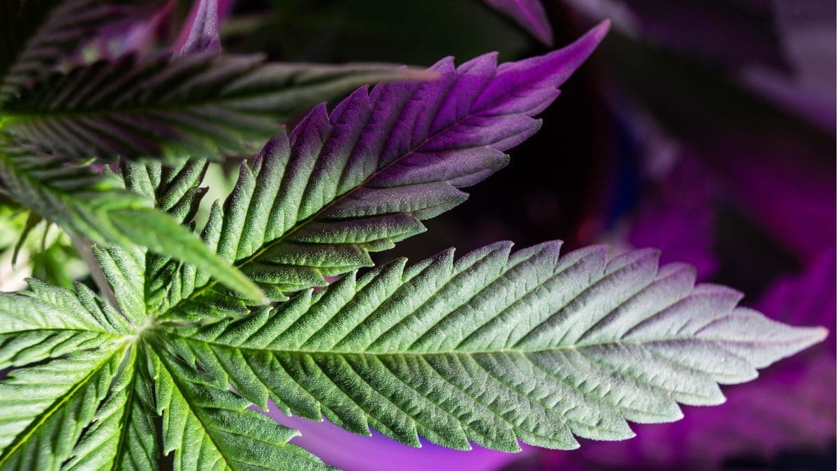 Justicia concede HC preventivo a argentino que viajará a Brasil con cannabis medicinal