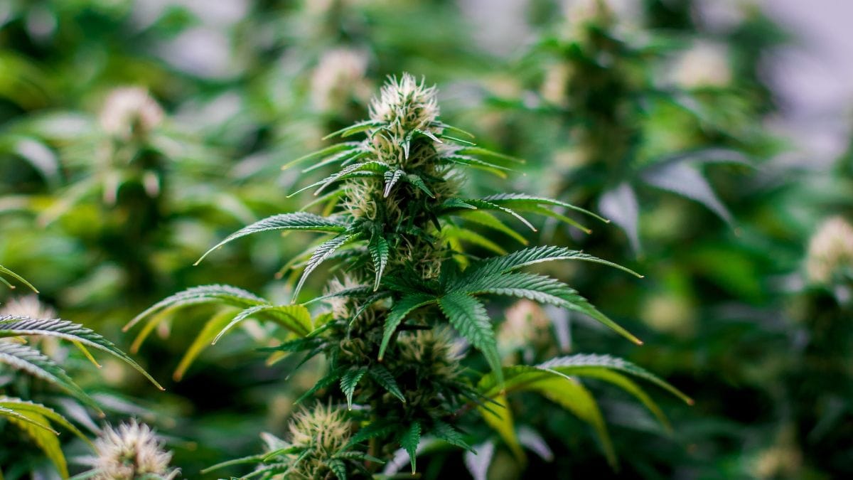 Pesquisadores entregam proposta técnica à Anvisa para a regulação da cannabis