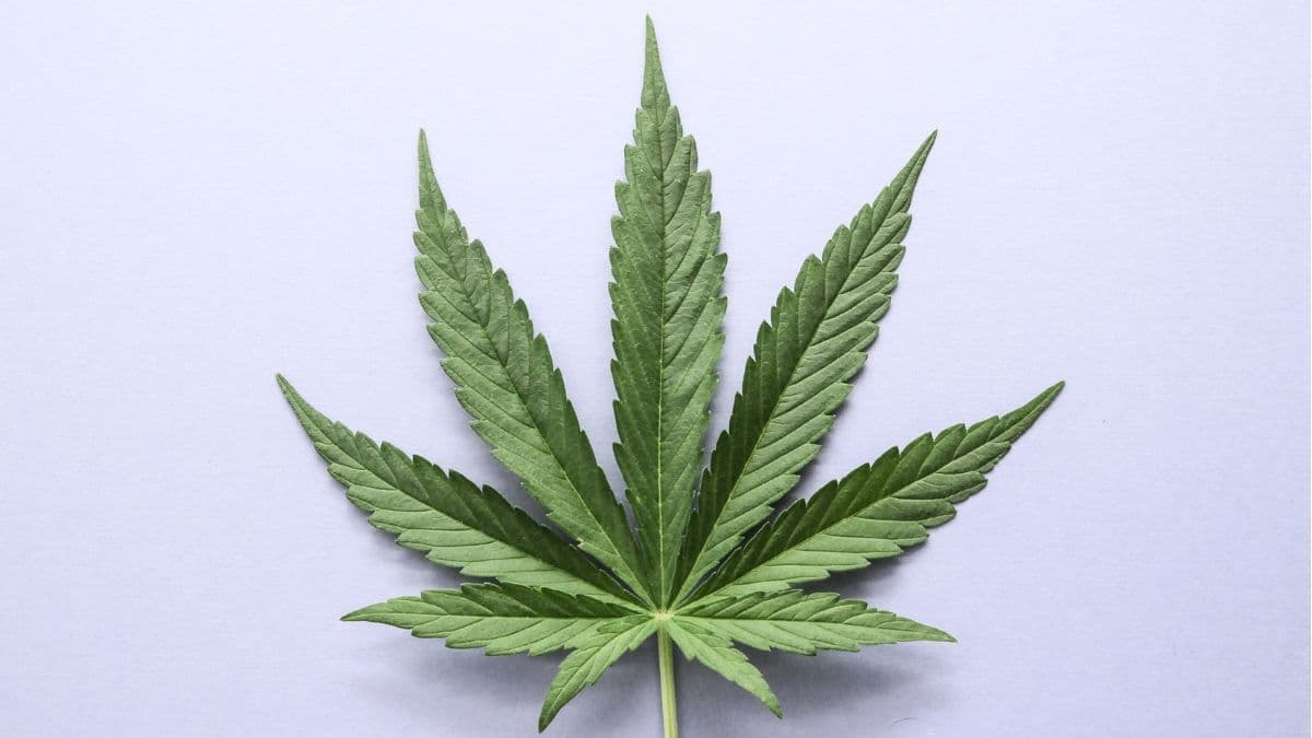 UNESCO incluye cannabis en la agenda de la Conferencia Mundial de Cultura