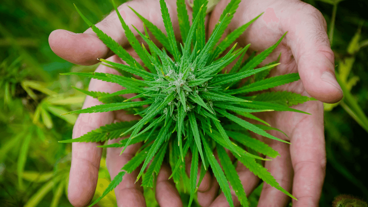 Aposta na redução de danos: dicas para consumir cannabis de forma mais segura