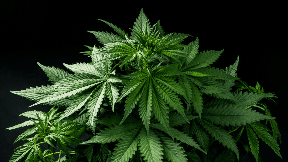 Italian justice challenges decree and gives voice back to light cannabis producers