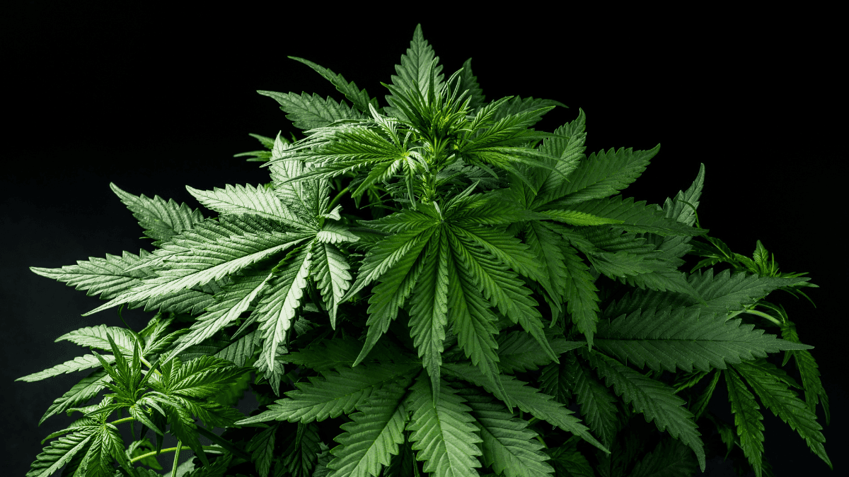 Justiça italiana desafia decreto e devolve voz aos produtores de cannabis light
