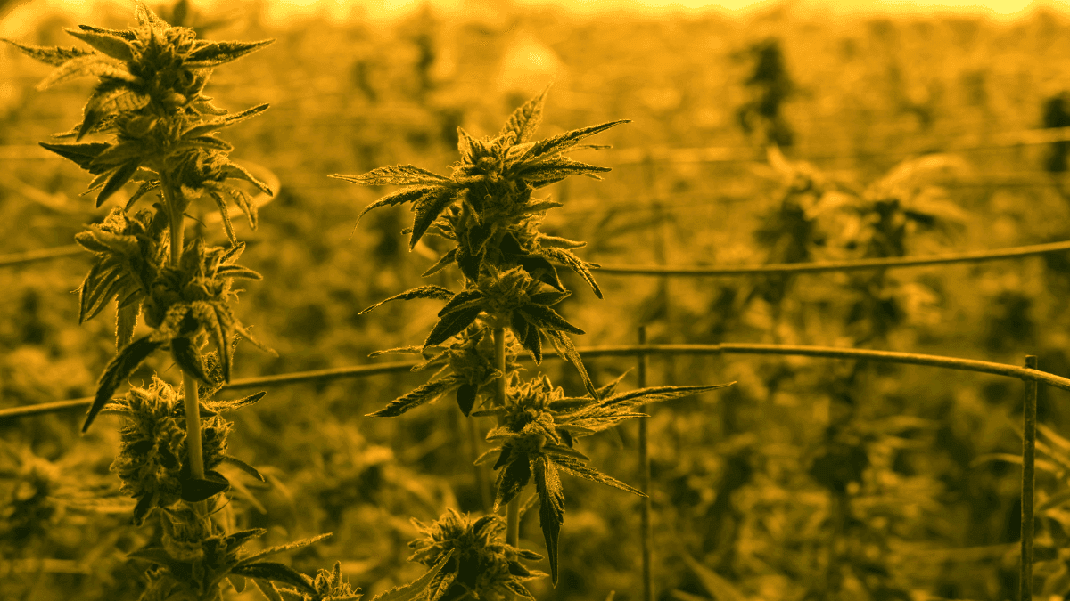 Cannabis medicinal: entenda o que é, para que serve e o que mudou no Brasil