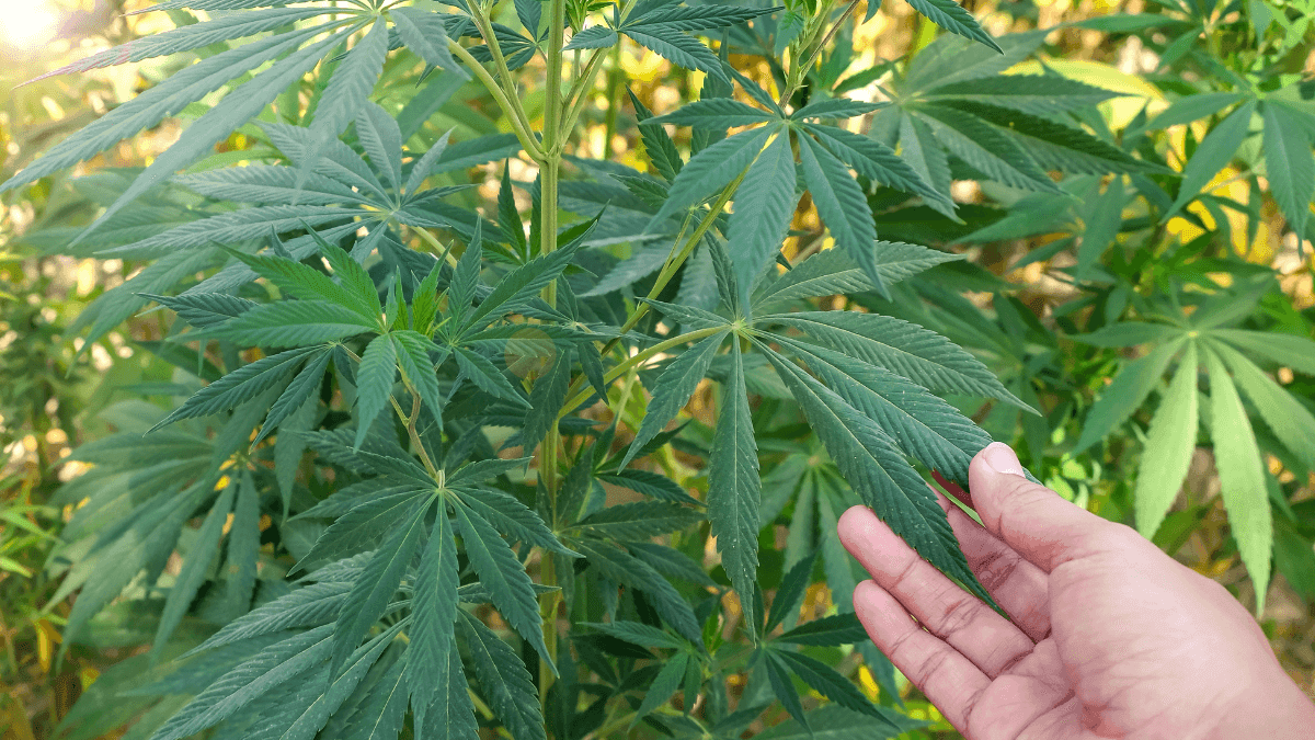 Associação de SC conquista habeas corpus coletivo e fortalece cannabis medicinal no Brasil