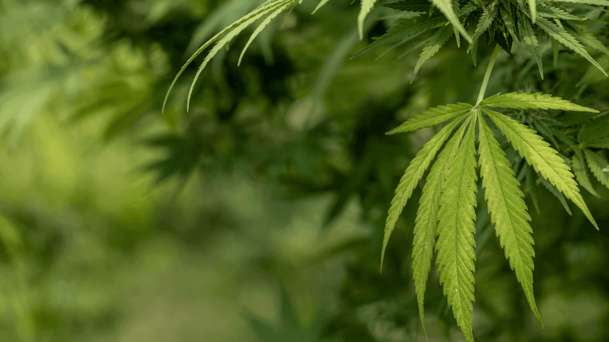 Cannabidiol: potential treatment for anxiety affecting 300 million people worldwide