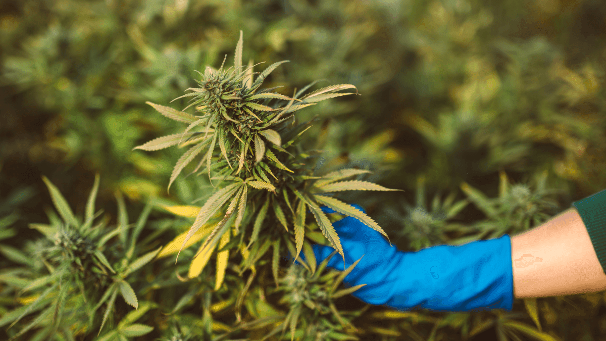 Estudo revela caminhos para cepas de cannabis sob medida para pacientes e usuários