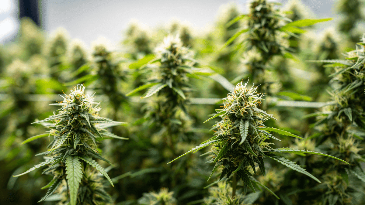 Cannabis na prevenção de doenças: um olhar suave sobre cuidado, ciência e esperança