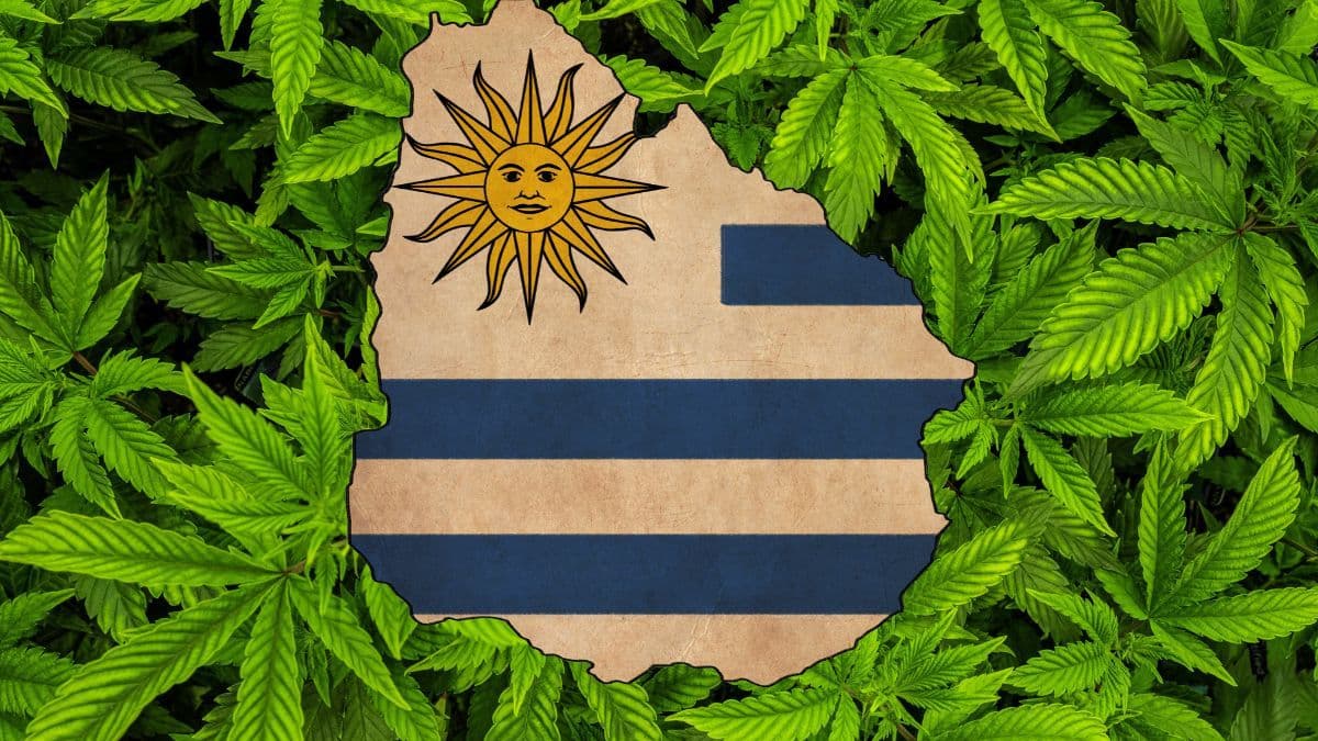 El precio de la cannabis en las farmacias aumenta en todas las variedades en Uruguay