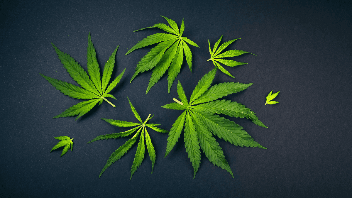 Cannabis provides immediate relief for autism symptoms, suggests survey