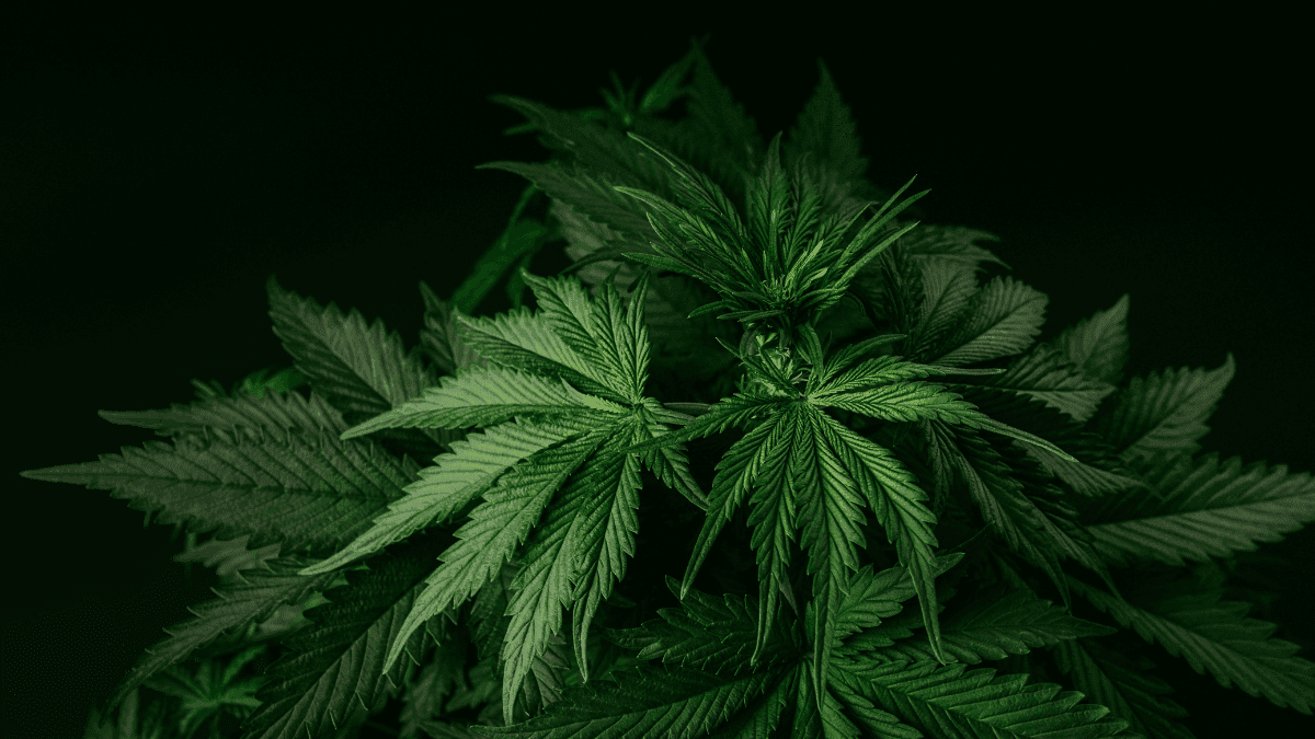 Seminários no Oeste catarinense reforçam discussões sobre uso medicinal da cannabis