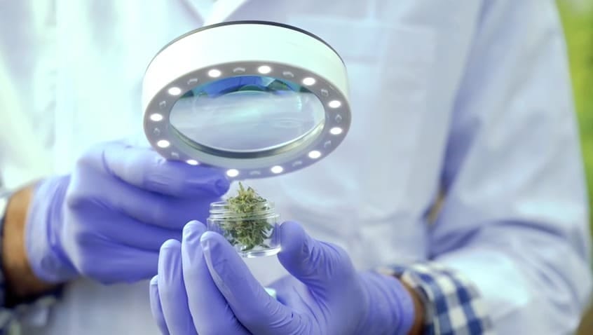 Cannabis no Brasil: “governo federal sem avanço efetivo, mercado pet travado, frete encarece produtos importados”, avalia diretor de empresa