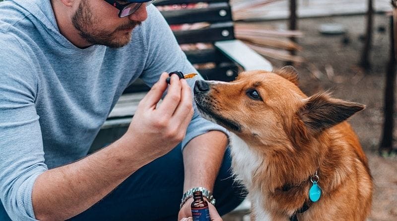 Cannabis para pets: conheça os benefícios e cuidados com este tratamento