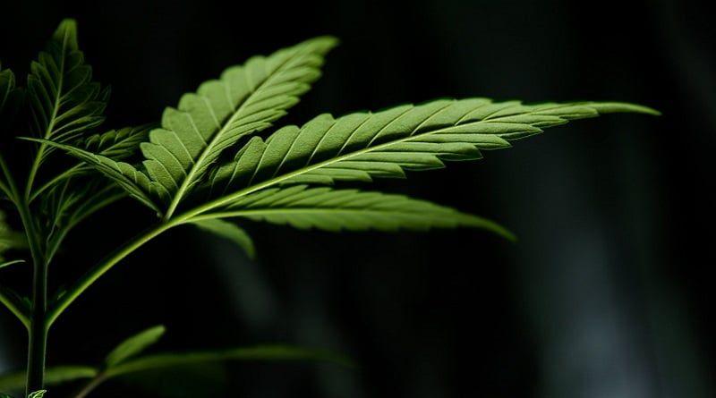 Cannabis medicinal: o que falta ensinar para quem cuida?
