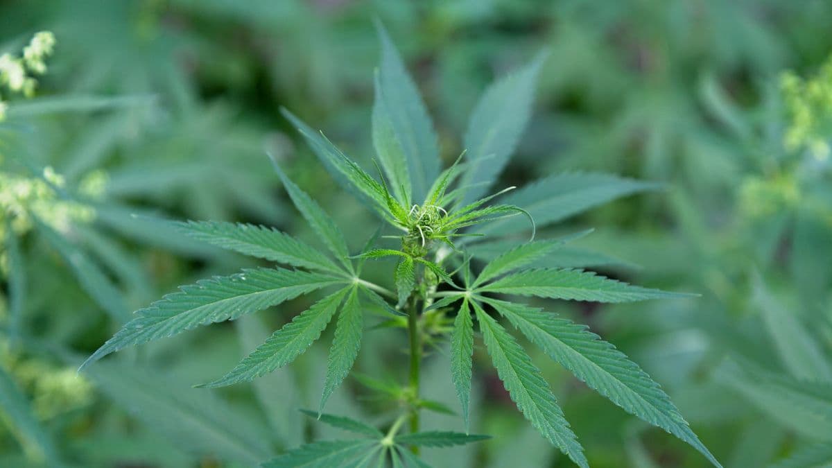 Cannabis ruderalis: origem, efeitos e benefícios da subespécie menos conhecida