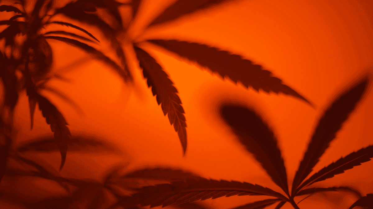 Chicago: prefeito barra banimento de produtos com THC derivado do cânhamo