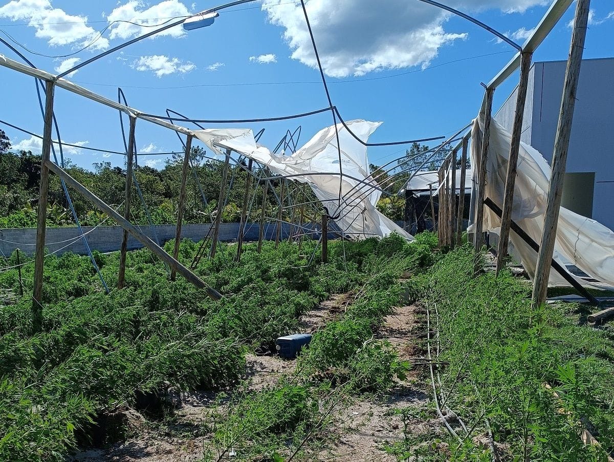 Ciclone afeta plantação da Santa Cannabis e pacientes necessitam de apoio para continuar tratamentos