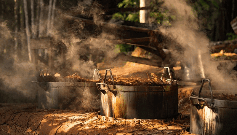 Cientistas brasileiros sequenciam o DNA da Ayahuasca