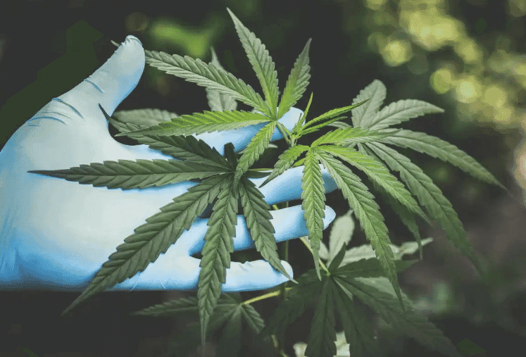 Como o mercado recreativo no Arizona pode impactar o medicinal