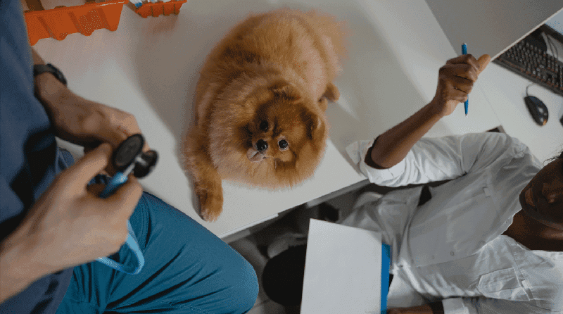 Como produtos à base de Cannabis sativa têm sido usados na medicina veterinária