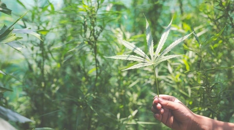 Congresso paraguaio debate a legalização do cultivo da cannabis