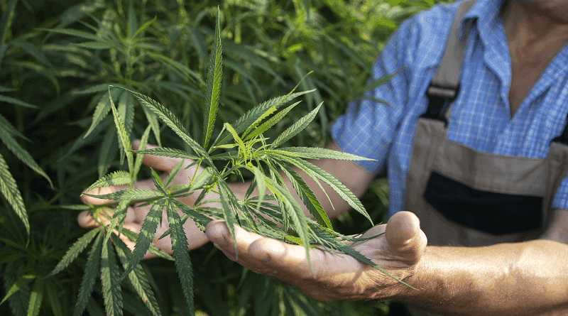 Conheça as regras do projeto para acesso gratuito aos remédios à base de cannabis em São Paulo