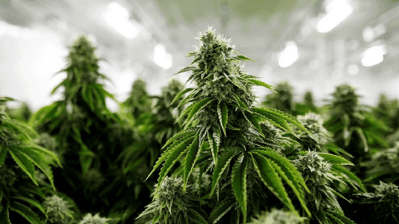 Connecticut (EUA) realiza primeiras vendas de cannabis no varejo