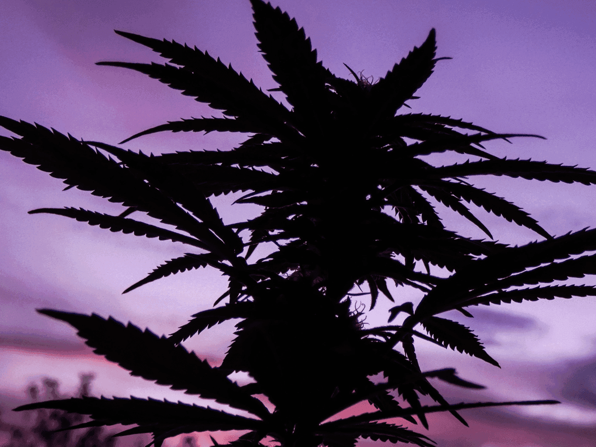 Consciência Negra: Como a cannabis chegou ao Brasil; saiba a conexão com a população afrodescendente