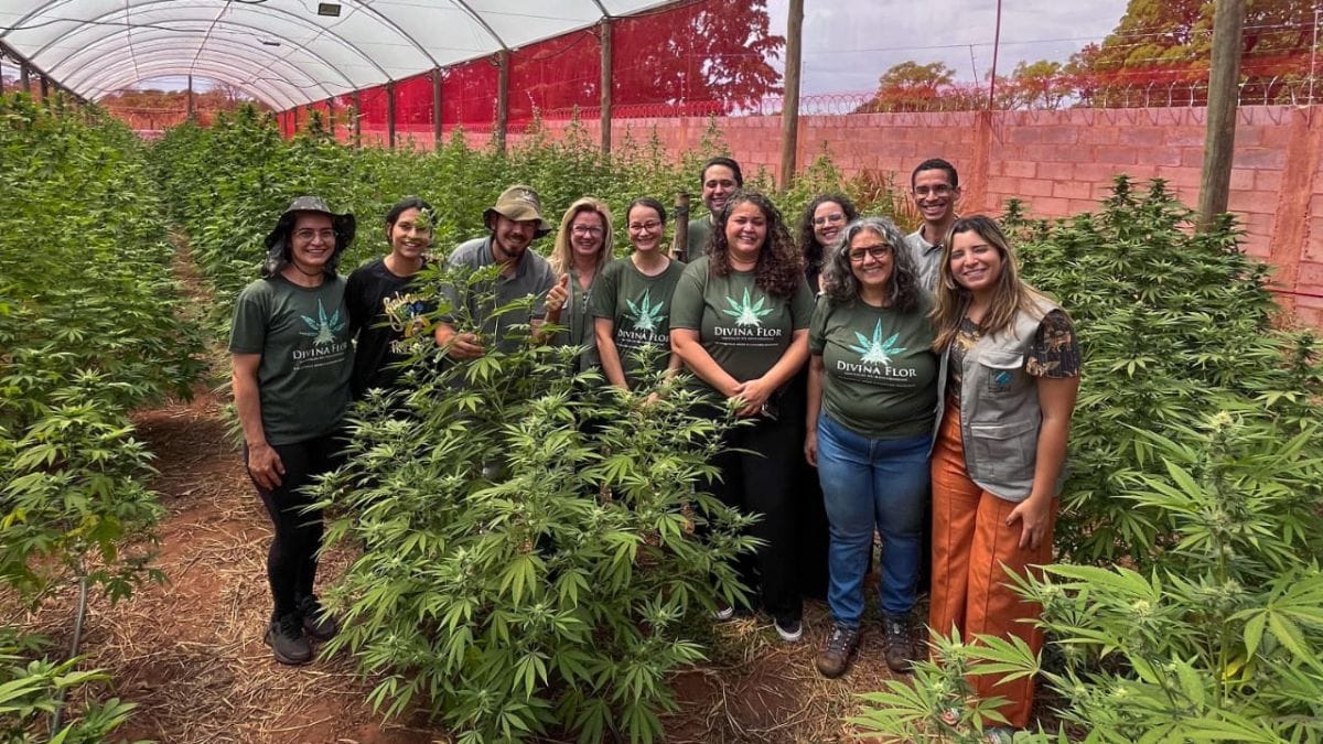 Fiocruz e Associação Divina Flor firmam parceria para pesquisas sobre cannabis medicinal | Foto: Divulgação/Assessoria