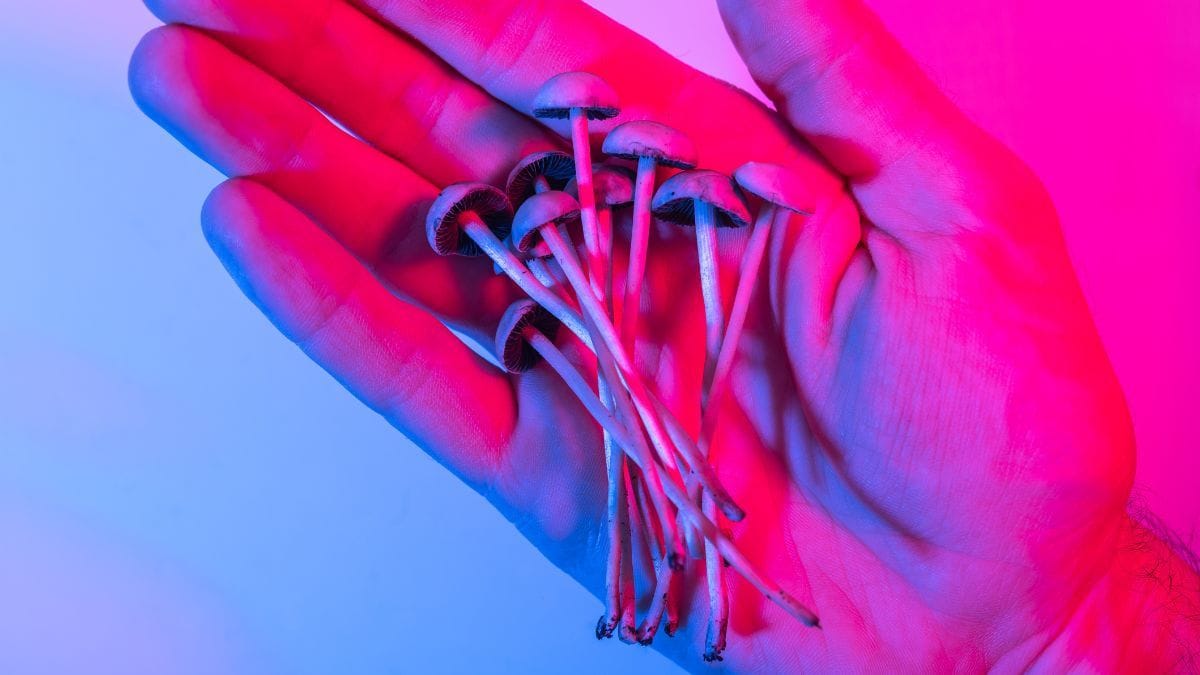 Psilocibina vem sendo estudada em terapias para saúde mental | CanvaPro