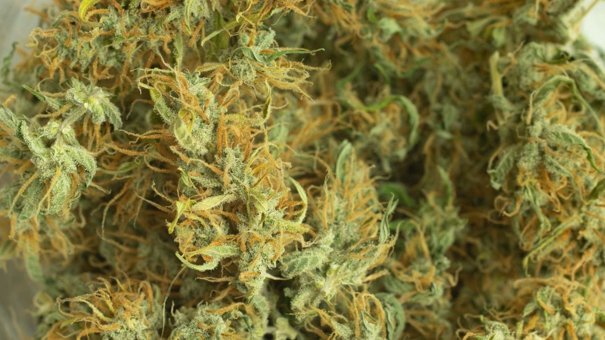 THC na mira? Republicanos entram em cena para salvar mercado bilionário de cânhamo nos EUA