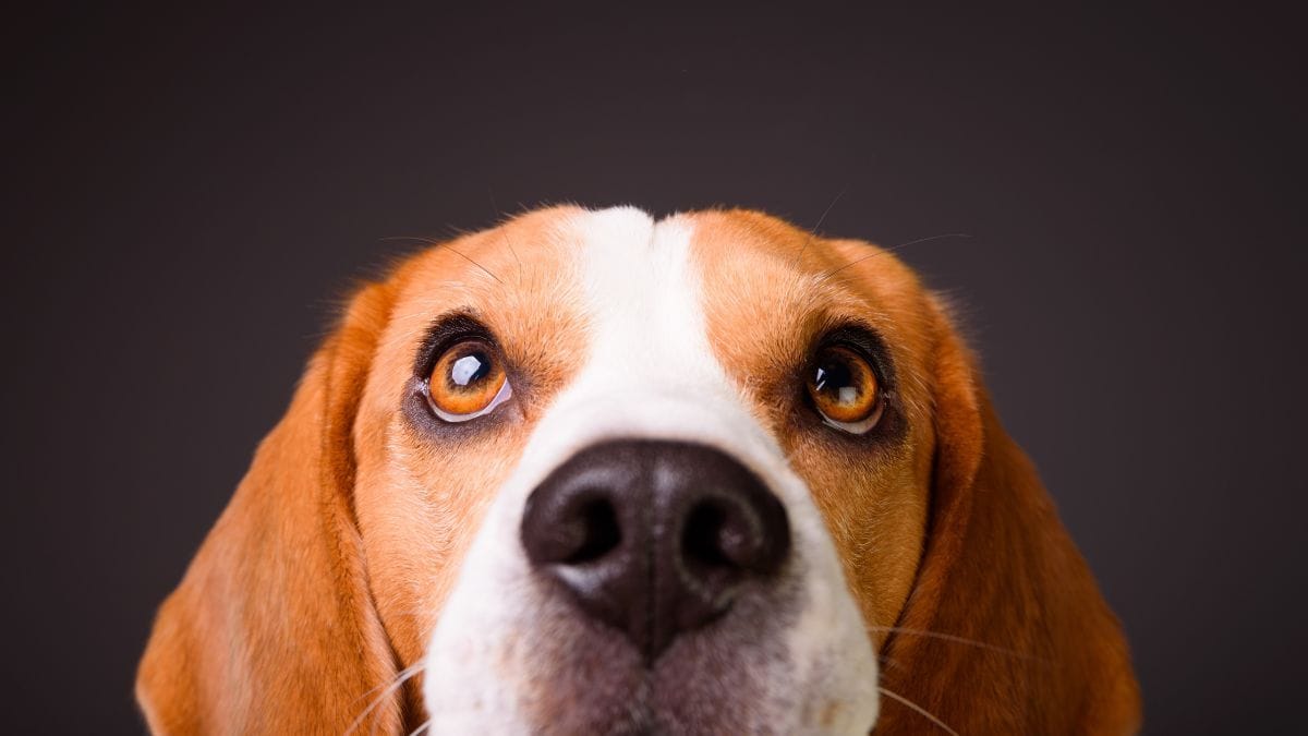 CBD pode ajudar cães com câncer? Nova revisão científica aponta caminhos | CanvaPro
