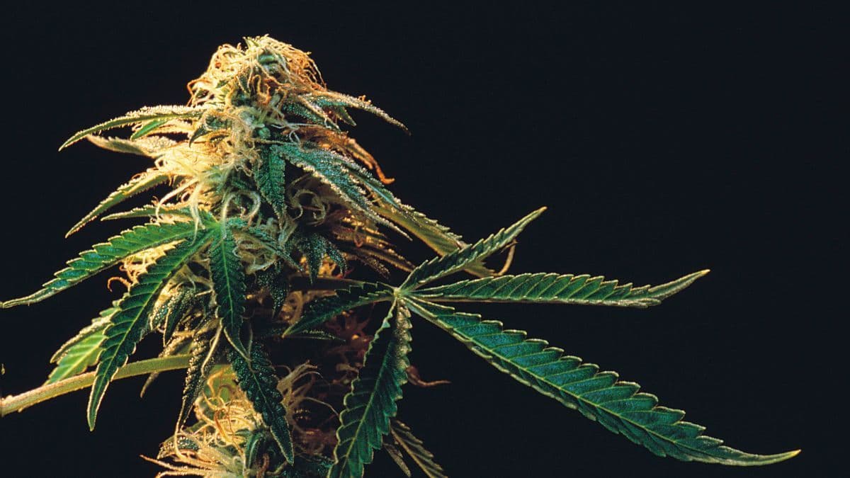 Da luz ao fitocomposto: cultivo indoor e modulação ambiental como alternativa inovadora na produção de cannabis medicinal