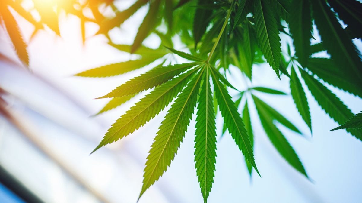 Plantação de cânhamo e cannabis evidenciando diferenças de cultivo | CanvaPro