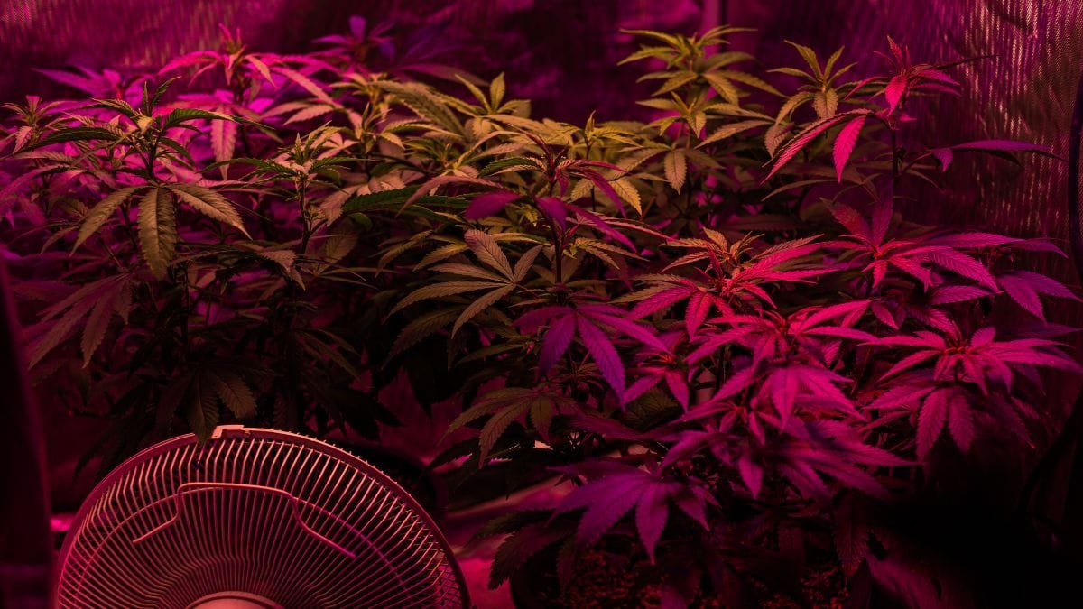 Luz vermelha e UV-A podem elevar em até 44% o rendimento de CBD em cultivo indoor de cânhamo